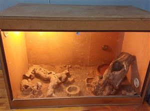 Selling leopard geko and enclosure  price is negotiable 