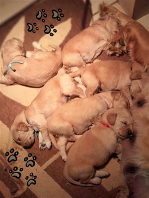 Golden Rerievers puppies for sale 