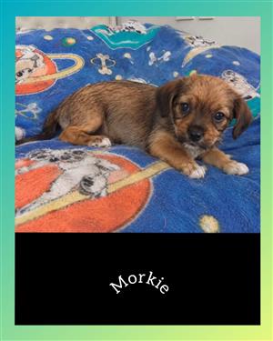 Morkie puppies