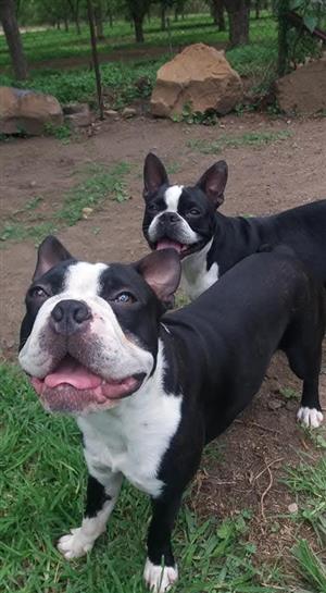 Purebred Boston Terrier pups avail