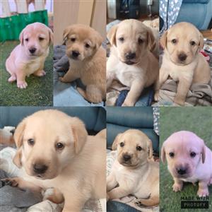 Labrador puppies for sale .ready for new homes from 8 weeks ,Vaccinated ,deworme