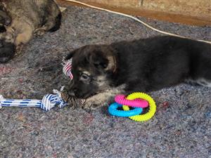 German Shepard malanoi mix puppies for sale