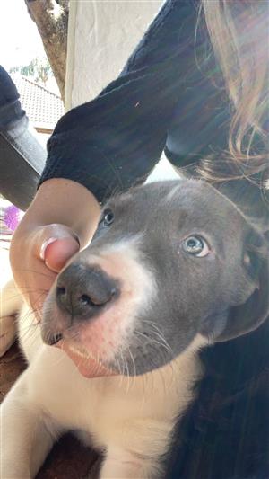 Great Dane Puppy, 8 Weeks, Blue Piebald with Blue Eyes