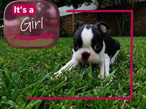 Boston Terrier puppies for sale