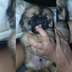 Pekingese puppy 