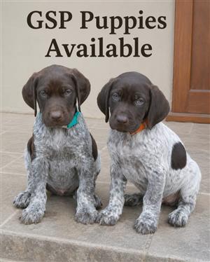 Pointer puppies