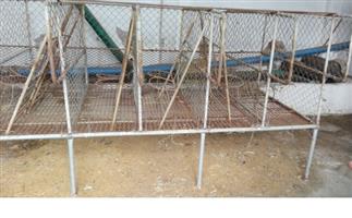 Calf rearing stand 