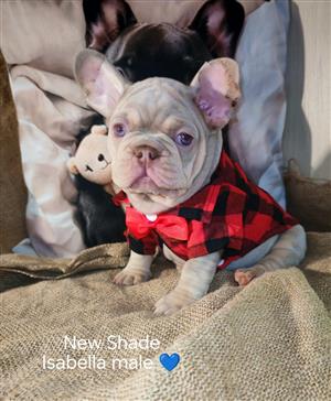 Gorgeous Exotic French bulldog puppies available 