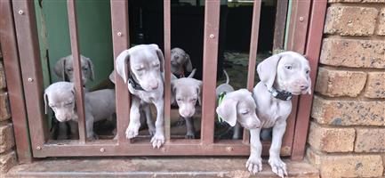 Weimaraner puppies for sale 