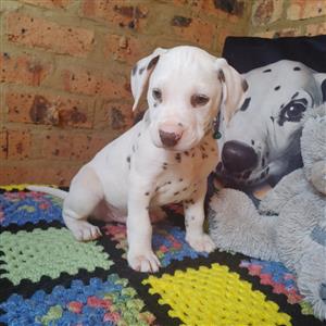 Dalmation puppies