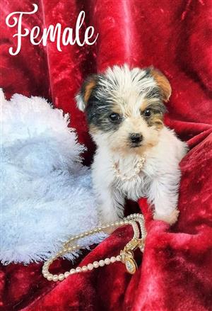 Beautiful Yorkie puppies for sale