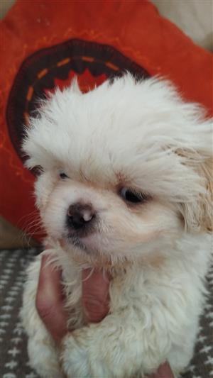 Pekingese puppies