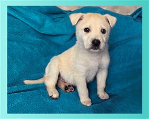 Labrador x Husky pup