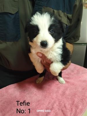 Adorable Border Collie puppies available 