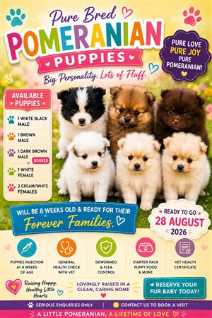 Pure bred Miniature Pomeranian puppies 
