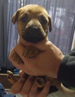 Labrador retriever avaliable