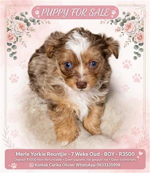 yorkie puppie