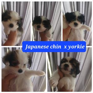  Beautiful Japanese chin x yorkie