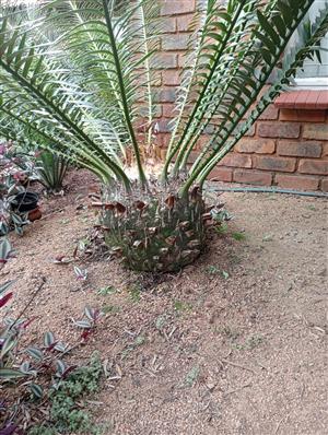 Cycad Lebomboensis for sale