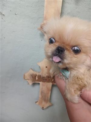 Miniature Pekingese male pup 