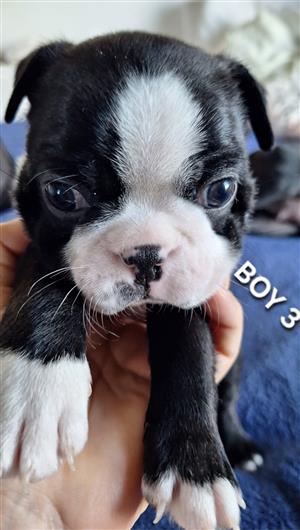 Boston Terrier Puppies