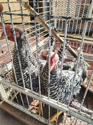 Koekoek roosters