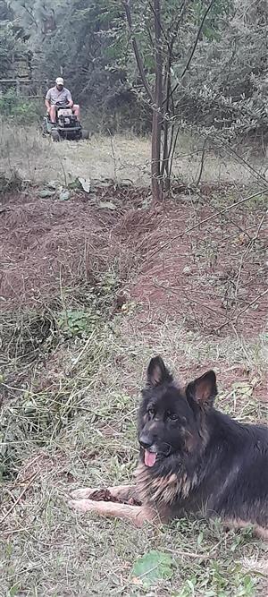 German Shepherd for sale