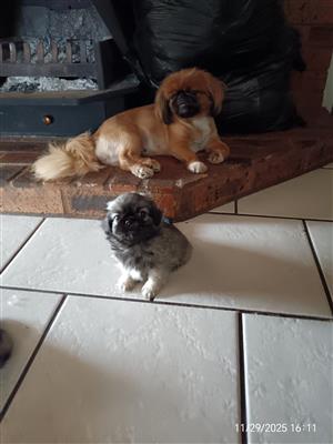Pekingese puppies 