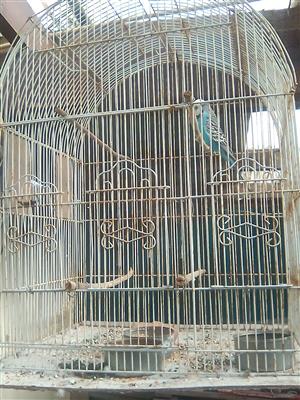 Show budgie for sale male