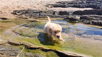 Gorgeous Golden Retriever puppies available