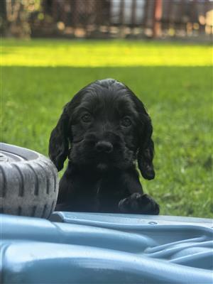 Purebred Cocker Spaniel Puppies available for booking. 