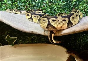 Royal Ball Python