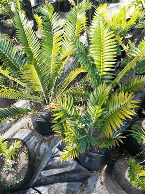 Cycads for sale