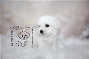 Stunning Purbred Maltese Female