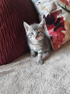 Norwegian Forest Cat Maine Coon Kittens