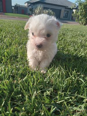 Gorgeous Maltese males available 
