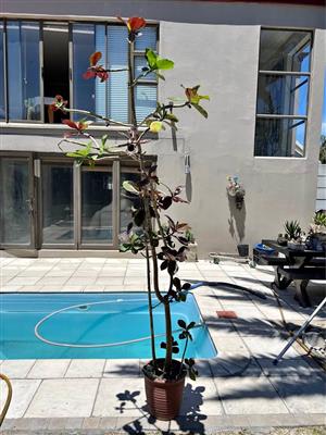 Tall tree in a cement pot