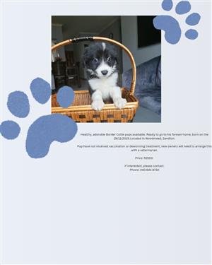 Border collie male puppy