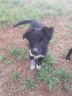 Border Collie Puppies for Sale!