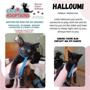 Rescue Rates apply. Sterilisation, Vaccinations, Microchip included.