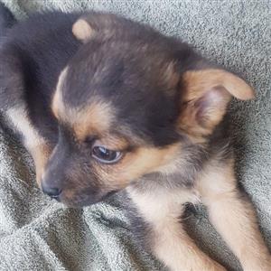 morkie puppy
