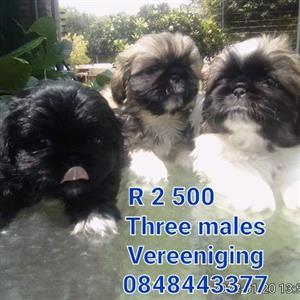 Male Pekingese  8 weeks old dewormed and vaccinated Very friendly and play