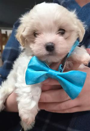 MALTESE Male puppy