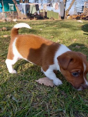 Jack russell puppies for sale in hot sale somerset west