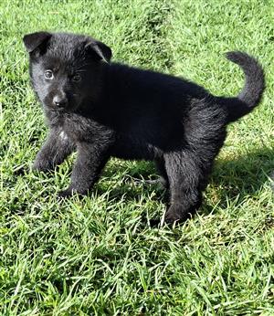 German shepherd puppies