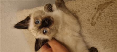 Ragdoll Siamese Kitten Female 