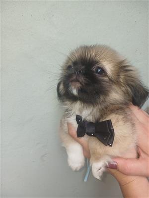 Pekingese puppies 