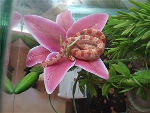 Albino corn snake for sale