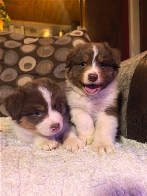 Australian shepherd 