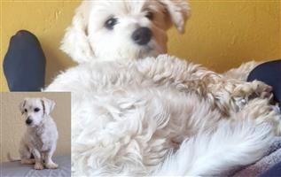 Missing dog, white multese poodle